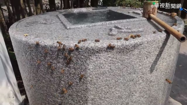 八卦山湧泉不間斷 上百蜜蜂排隊喝水