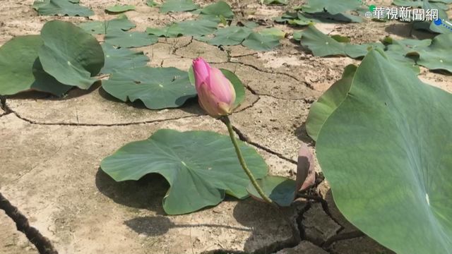 旱象嚴重 梅嶺天然湧泉｢出水仔｣無水