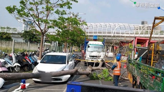 逾百公斤路樹突倒塌 砸毀路邊轎車