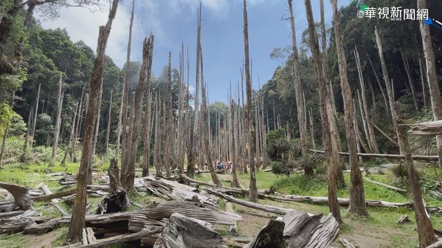 忘憂森林缺水變草原 僅剩枯樹.黃土