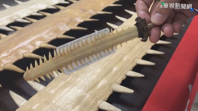 史上最大宗!破獲海洋保育製品｢鯊魚劍｣