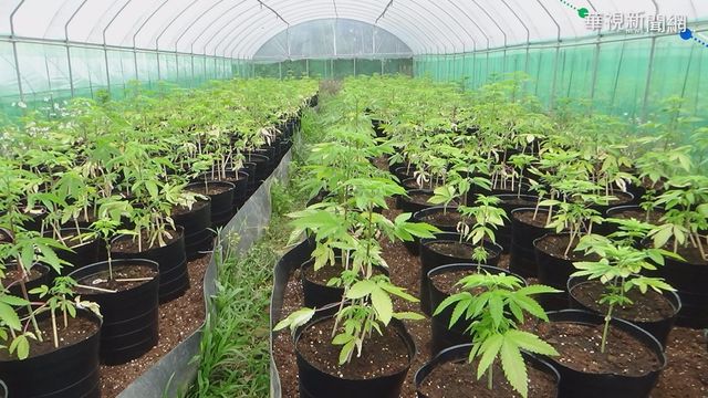 史上最大量! 調查局查獲市值5億大麻