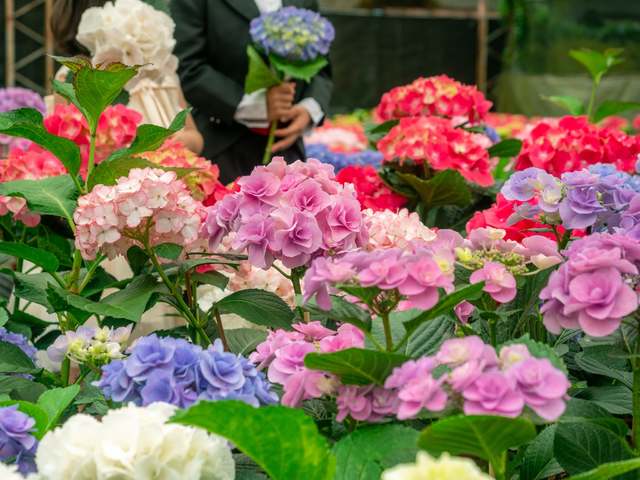 2021桃園繡球花季5月登場 打造最美花海！