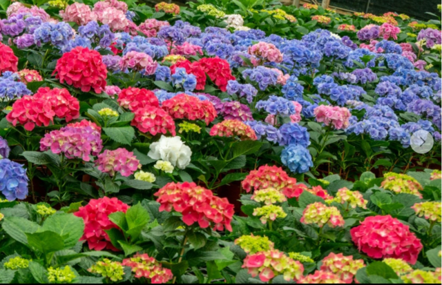 (台七桃花源休閒農業區 提供)