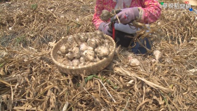 缺水蒜量大減 價格飆漲1斤90元起跳