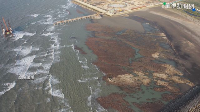 世界地球日 總統今接見環團談藻礁
