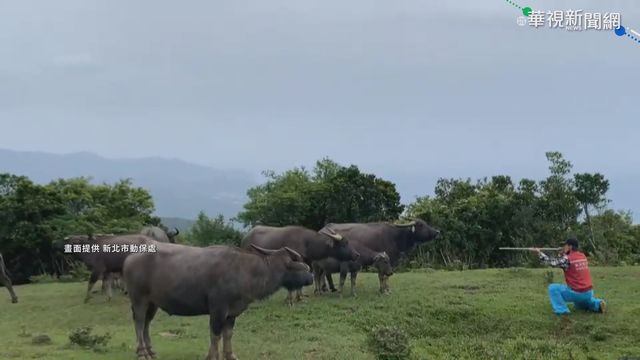 防牛結節疹!283隻野牛完成施打疫苗