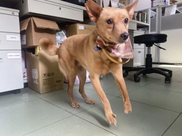 給牠一個家！台南動保處斷掌「公關犬」認養困難