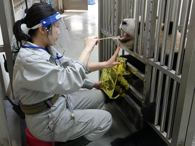 （保育員自製道具，為「圓仔」進行拍攝X光特訓。／台北市立動物園提供。）