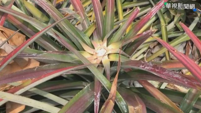 屏東上千顆鳳梨遭竊 果農損失5萬元