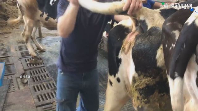 牛結節疫苗抵台 全島牛隻4/28前接種