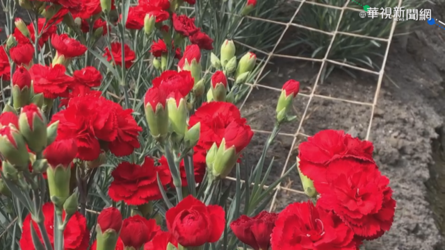 康乃馨乾旱不綻放 花農急壞出不了單