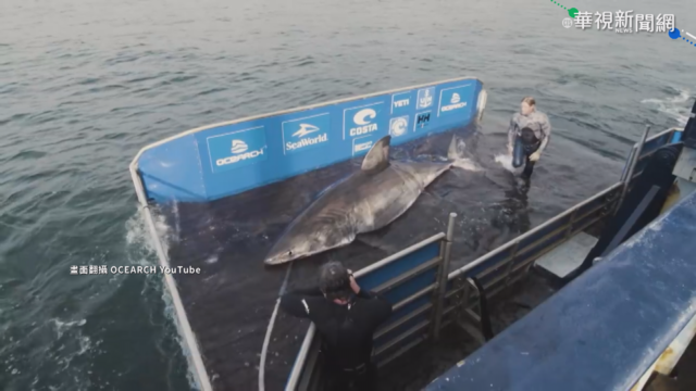 罕見! 50歲大白鯊 跨越海洋中央山脈