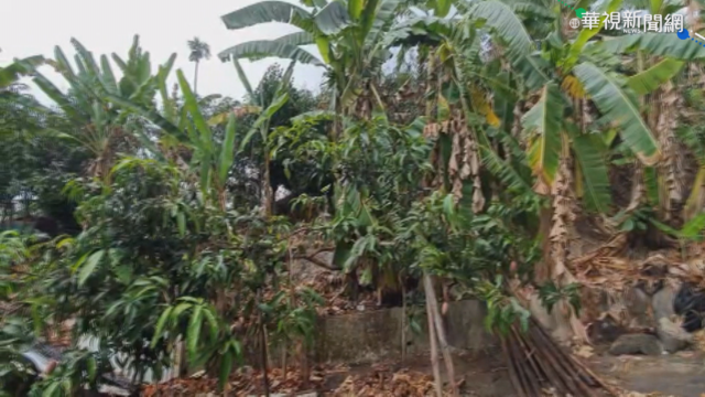 愛文結果期遇乾旱 台南玉井終降雨