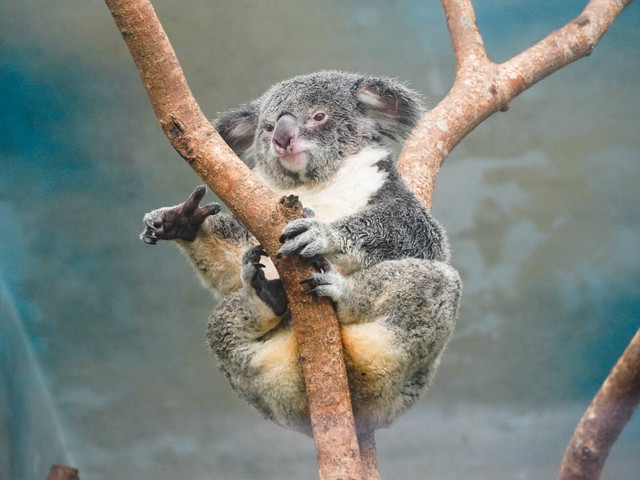 人氣動物觀察室 無尾熊不爽會打自己耳朵