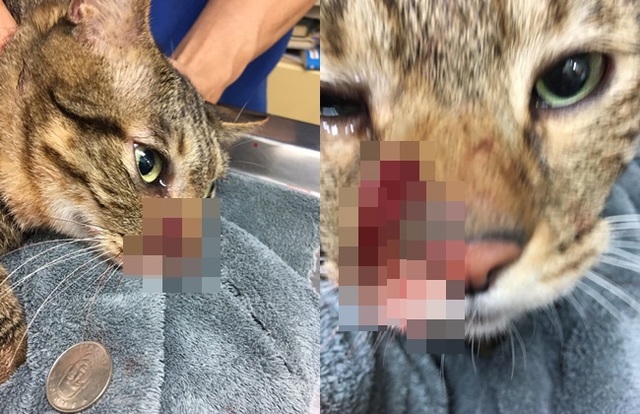 落網了！ 他殘忍開槍射貓 住處搜出鎮暴槍、287發子彈