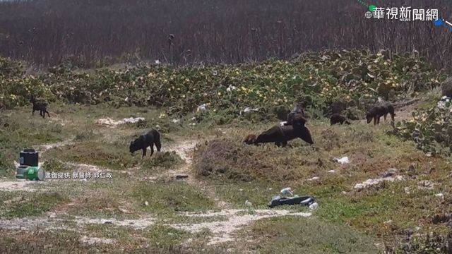 流浪狗過多 澎縣府｢抓狗給賞金｣惹議
