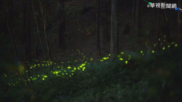 鹿谷螢火蟲大爆發 宛如綠色銀河!