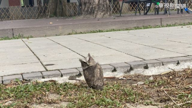 領角鴞幼鳥學飛墜地 打瞌睡模樣萌翻