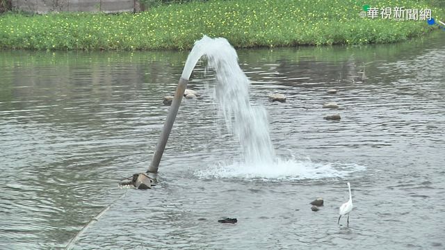 野溪乾涸 農民接湧泉水搶救台灣白魚