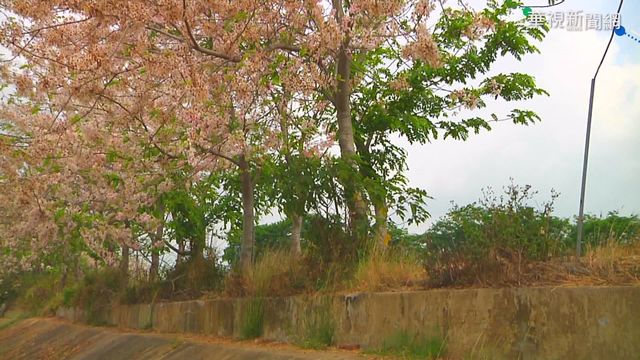 賞花祕境旁養豬遭檢舉 地主忍痛砍樹