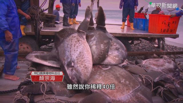 網傳台同意日排核廢水?總統府:假訊息!