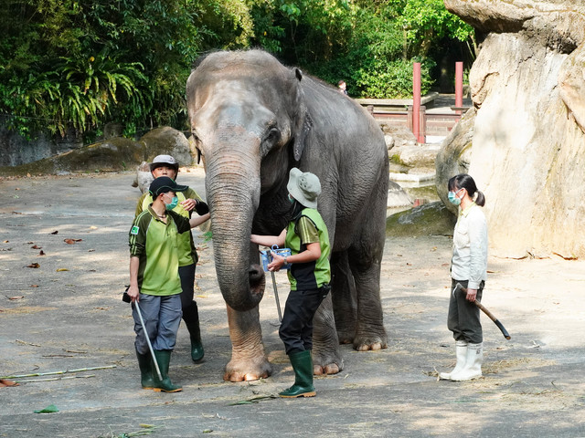亞洲象「友愷」食慾不振躺地 動物園日夜緊盯