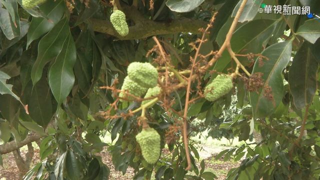 旱災衝擊! 高雄玉荷包估農損破3千萬