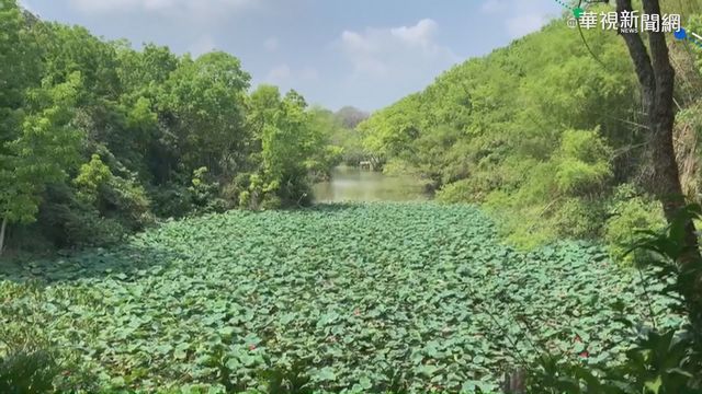 樹木涵養地下水不斷 新化林場荷花開