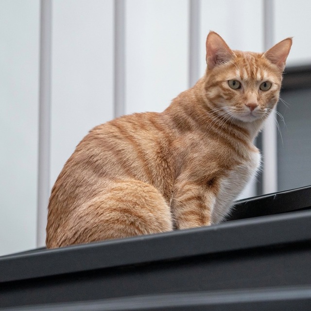 蔡英文領養來自台東農家鳳梨田的「蔡阿才」。(翻攝蔡英文臉書)