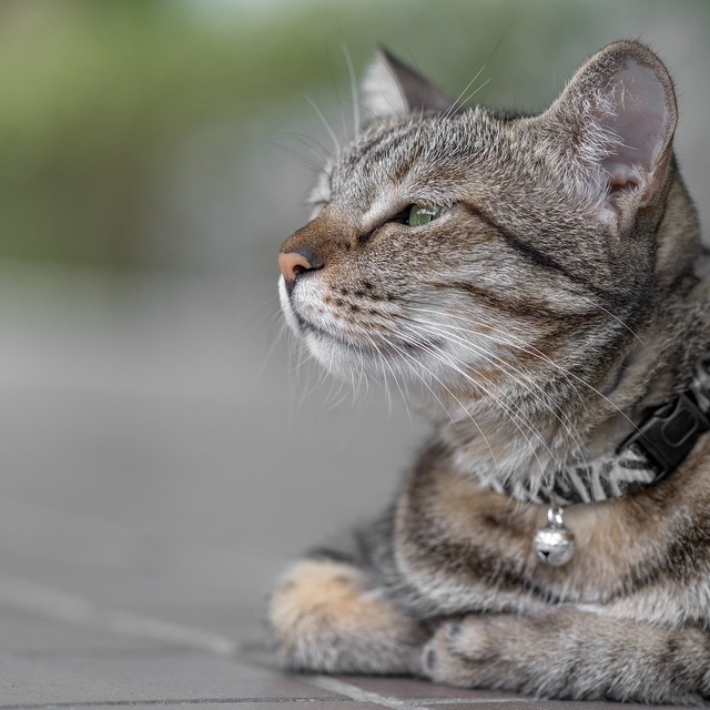 蔡英文領養花蓮流浪貓「蔡想想」。(翻攝蔡英文臉書)