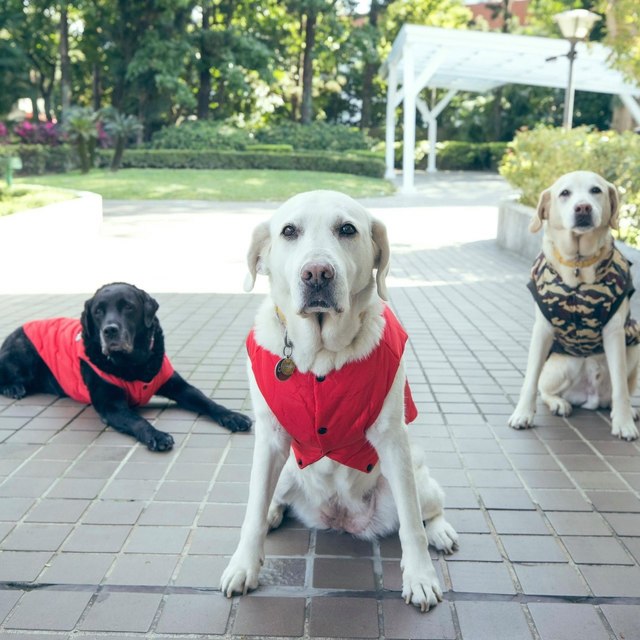 蔡英文2016年收養Bella、Bunny和Maru等退役導盲犬。(翻攝蔡英文臉書)