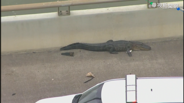 德州鱷魚出沒 佛瑞德哈特曼大橋塞車