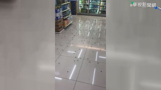 梅雨季還沒到 白蟻先大舉入侵超商