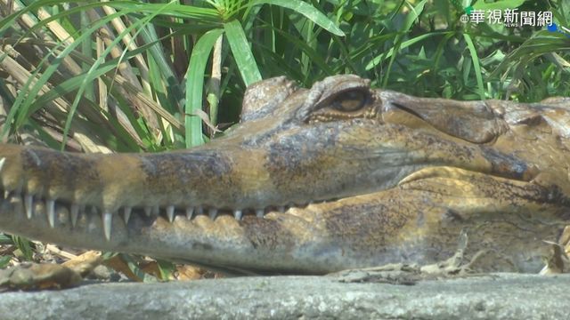將近半年沒進食 長吻鱷魚天暖｢復活｣