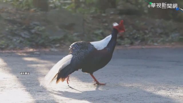 男亂餵藍腹鷴吃饅頭 擾生態遭罰1萬5