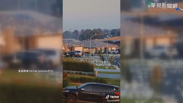 上千鸚鵡襲澳洲社區 惱人! 鳥鳴吵整日