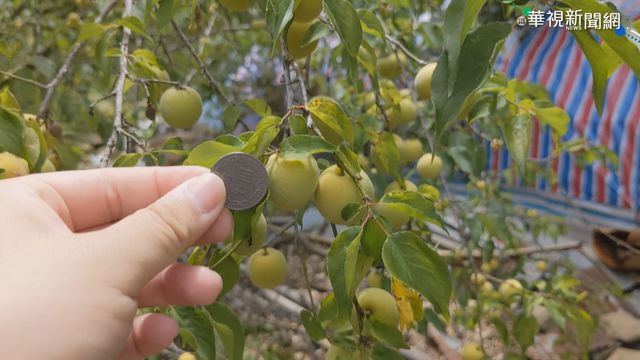 乾旱影響! 南投信義梅子僅5元硬幣大