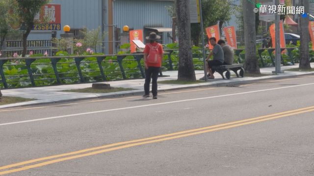 中興新村荷花盛開 民眾闖馬路賞花