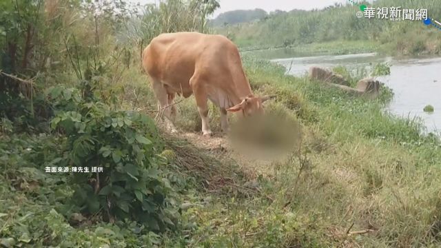 母牛產子夭折 低頭舔屍6小時離去