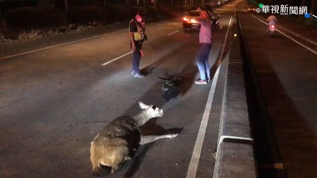 彰化水鹿突竄出 車輛閃避不及撞上