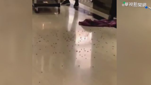 雙北百警餐敘被灑千隻蟑螂 「4男1女」犯案過程曝