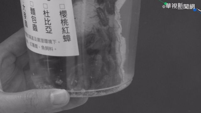 早預謀! 雙北水族館蟑螂案發前被買光