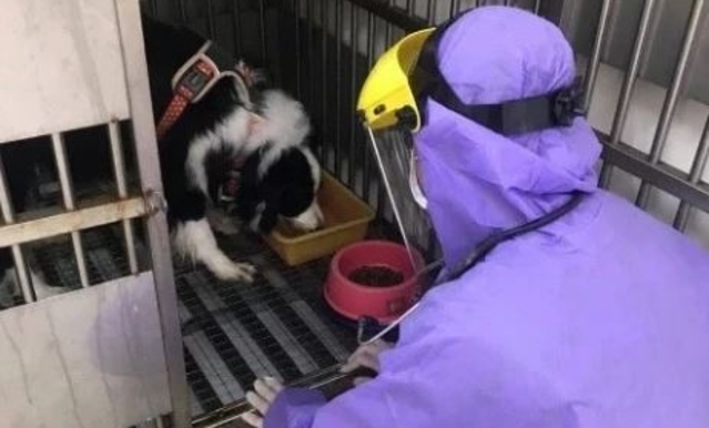 狗狗隔離14天！動保處帶回新北確診者牧羊犬照料