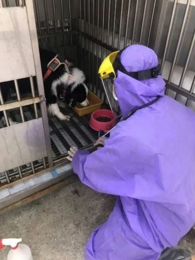 新北市動保處提供。