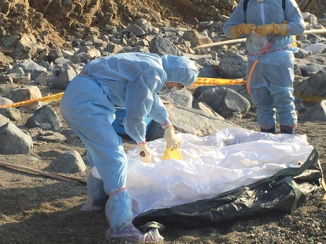 中國豬隻屍體海漂金門 檢出非洲豬瘟病毒核酸陽性