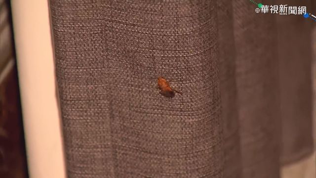 蟑螂吃起來是啥味道？ 教授揭像「這食物」...千人崩潰