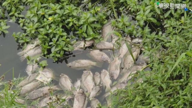 撈死魚就地掩埋 惡臭蔓延住戶氣炸