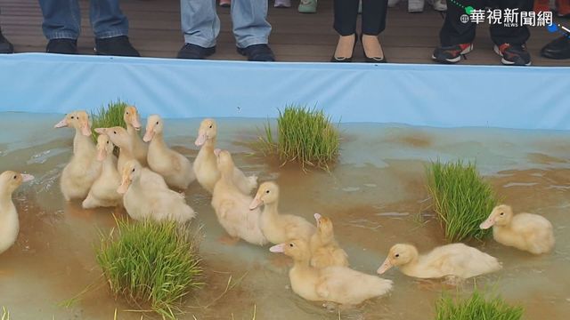 ｢櫻桃鴨故鄉｣ 紅柴林休閒農業區成立