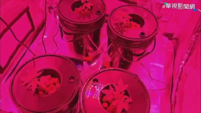 富家子自宅種大麻 市價估逾500萬元